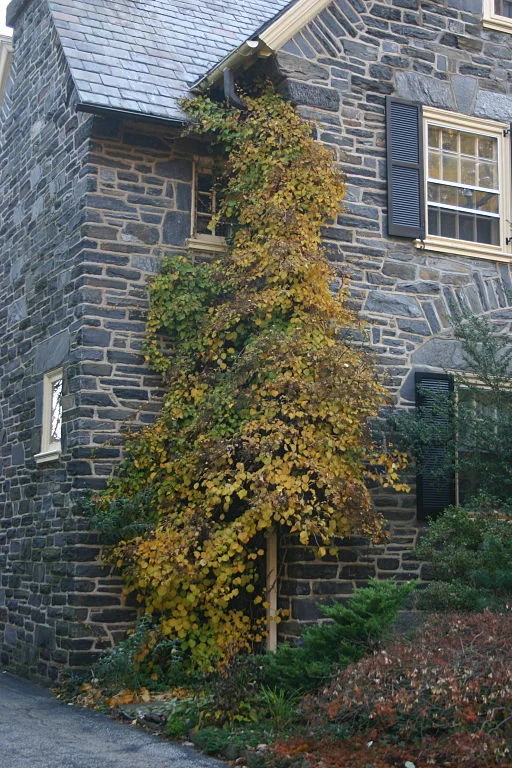 Climbing hydrangea