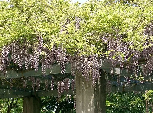 Japanese wisteria
