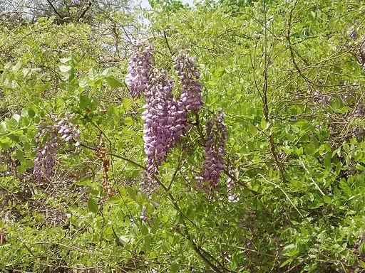 Chinese wisteria