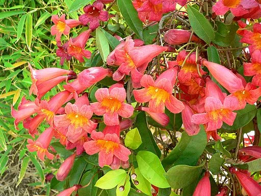 Cross vine 'Tangerine'
