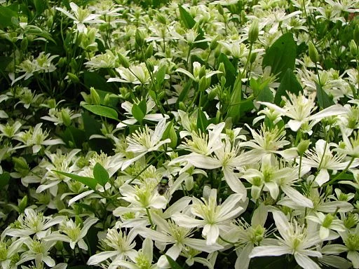 Sweet autumn clematis