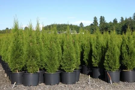 Larger sizes of Arborvitae have been difficult to find
