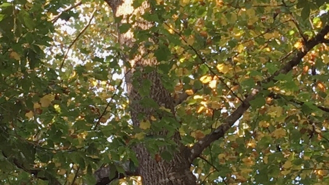 Why is My Oak Tree Losing Leaves in Summer 