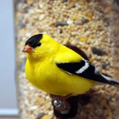 bigstock-Male-American-Goldfinch-Lookin-90651464_comp.jpg