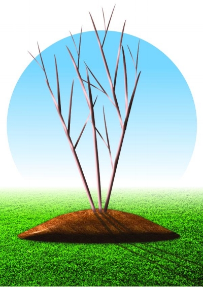Mulch examples_incorrect.jpg