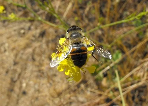 Syrphid fly or Hoverfly