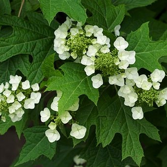 Oakleaf Hydrangea, Hydrangea quercifolia