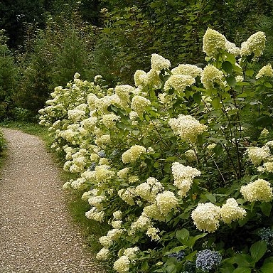 Hydrangea Paniculata