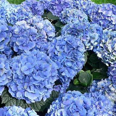 Mophead-type Hydrangea, Hydrangea macrophylla