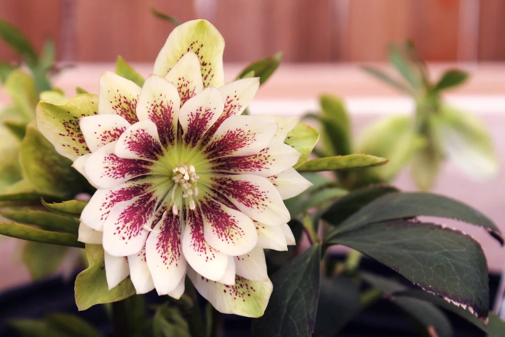 Hellebore5.jpg