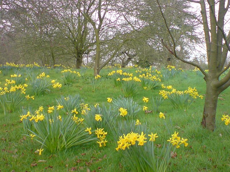 Naturalized Daffodils (Narcissus)