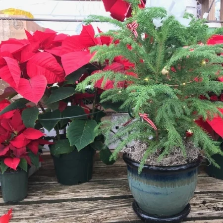 Table Top Christmas Tree