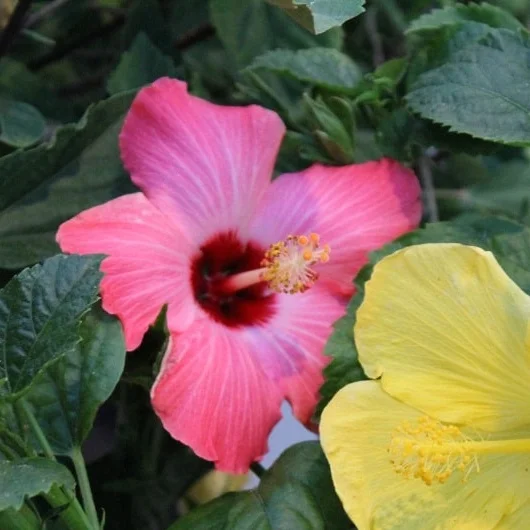 Overwintering Tropicals