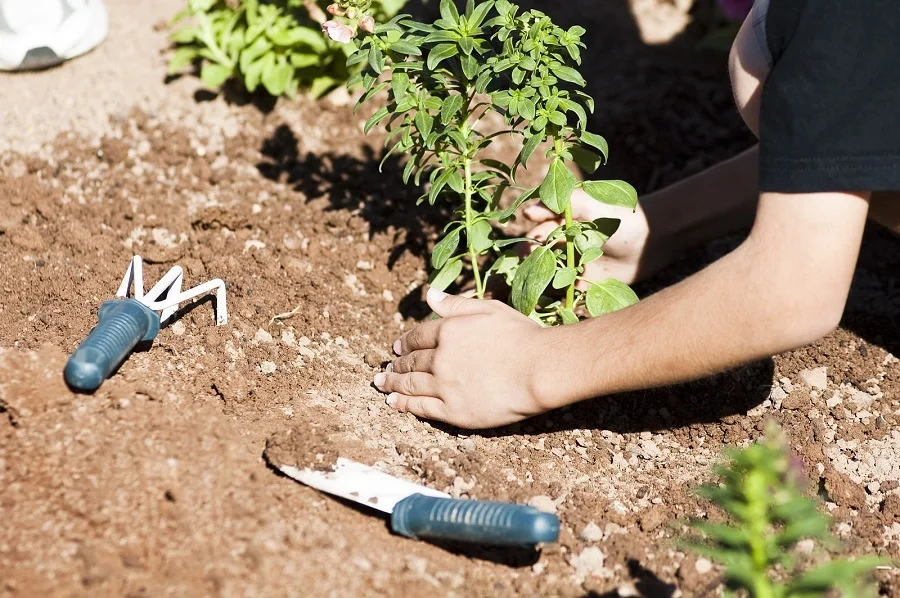 Planting flowers in the garden