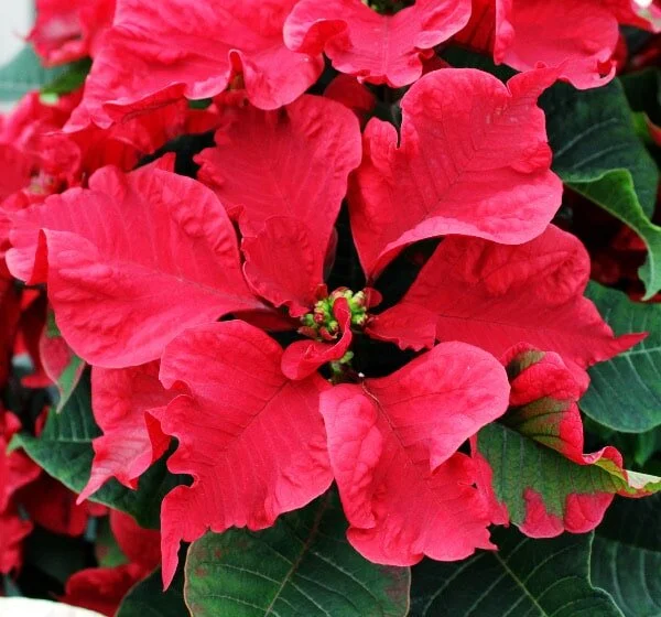 Poinsettia Pointers