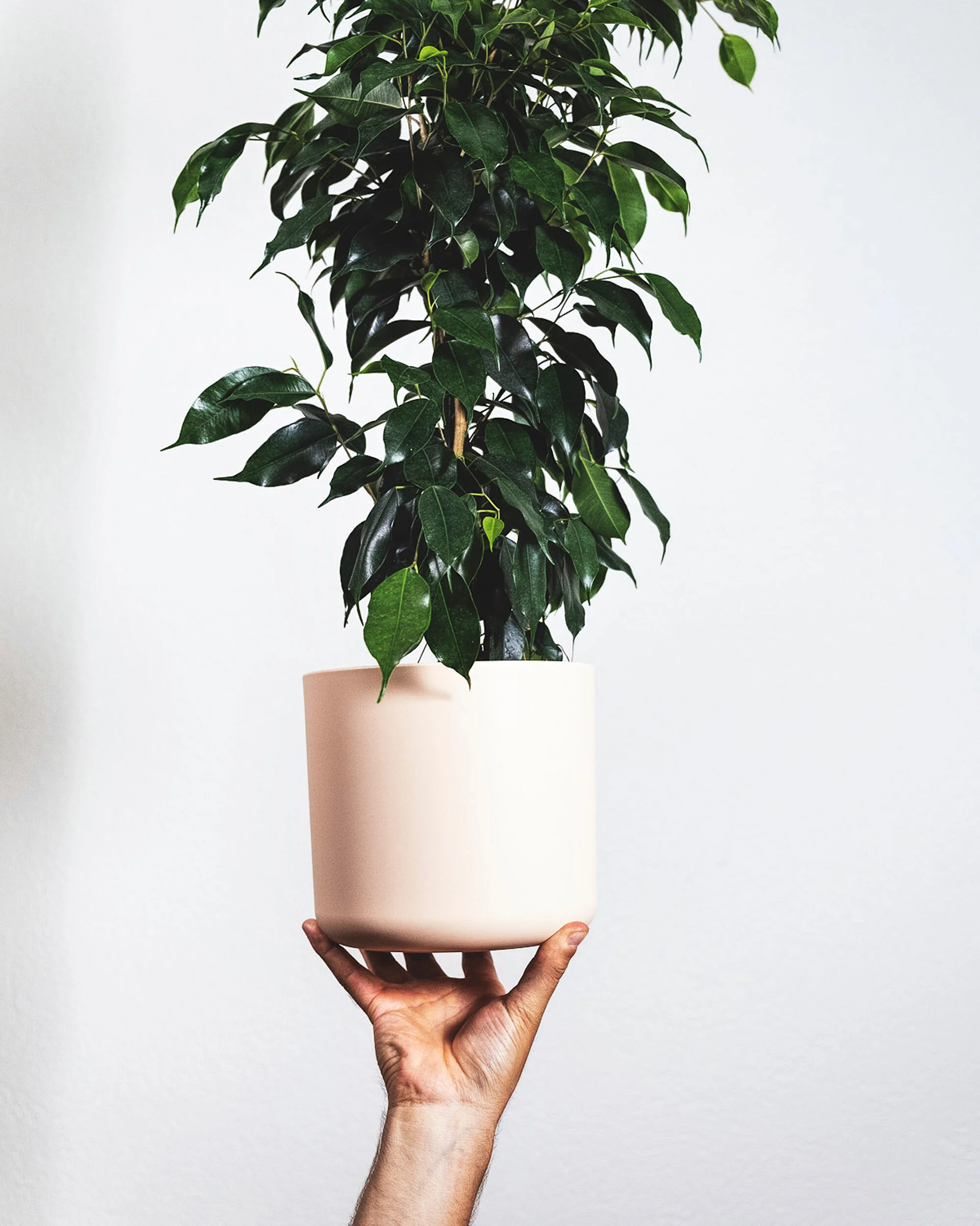 Ficus Care