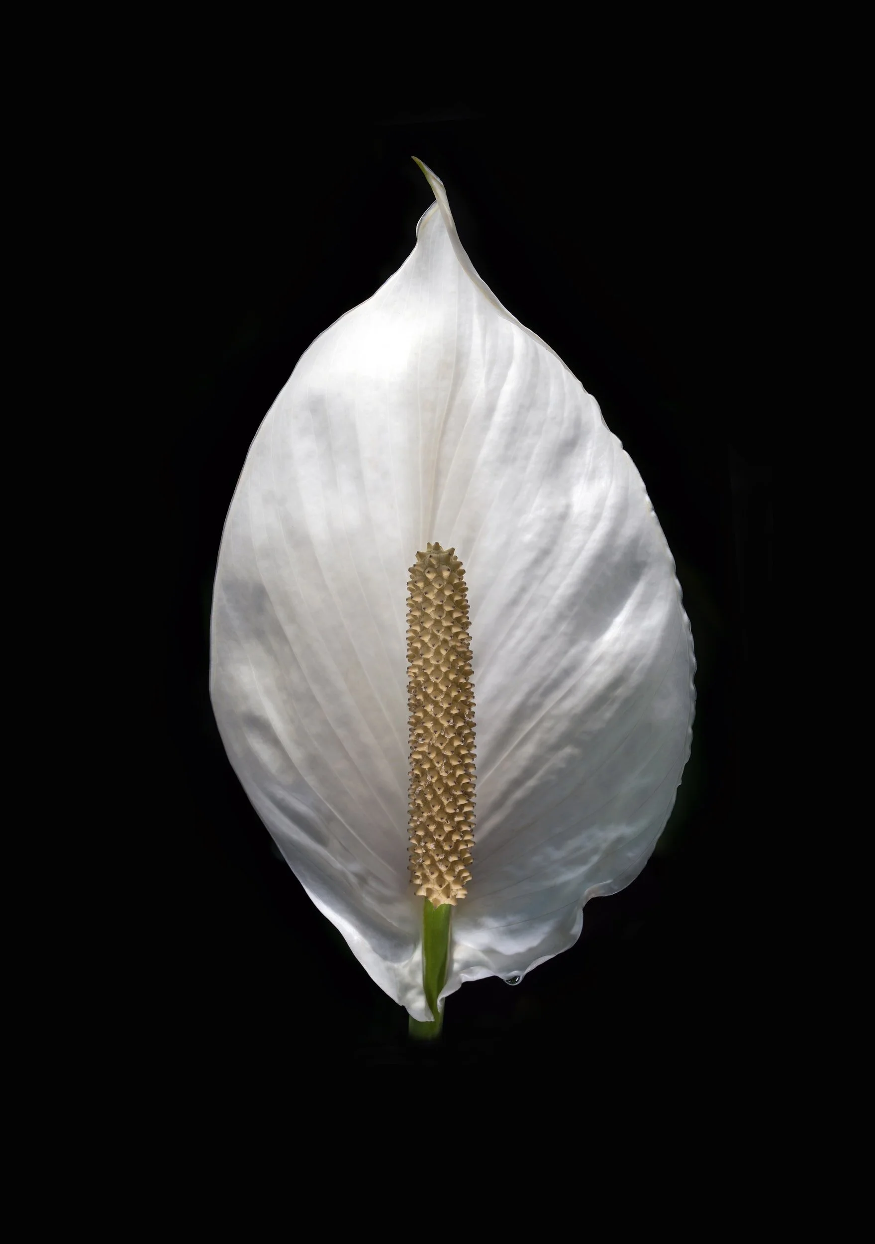 Spathiphyllum Care