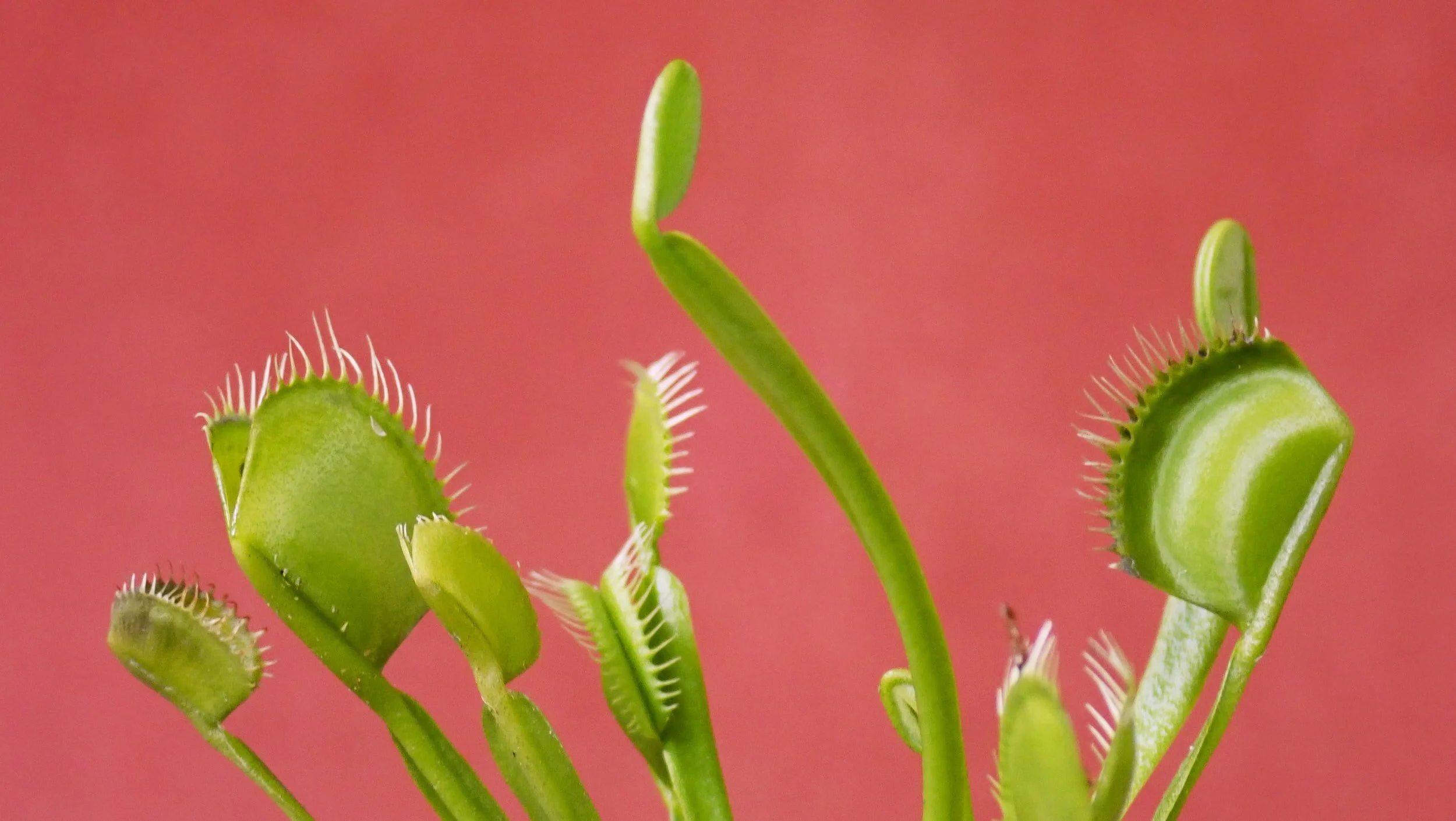 Basic Care for Carnivorous Plants