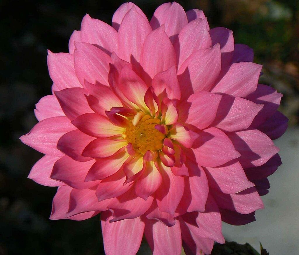 Dahlia_flower_petals_pink_dahlia.jpg