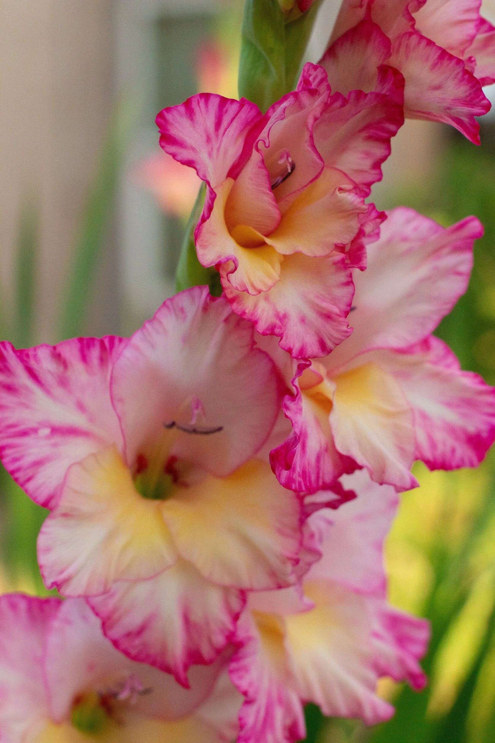 Bring Your Garden to Life with These Summer-Blooming Bulbs