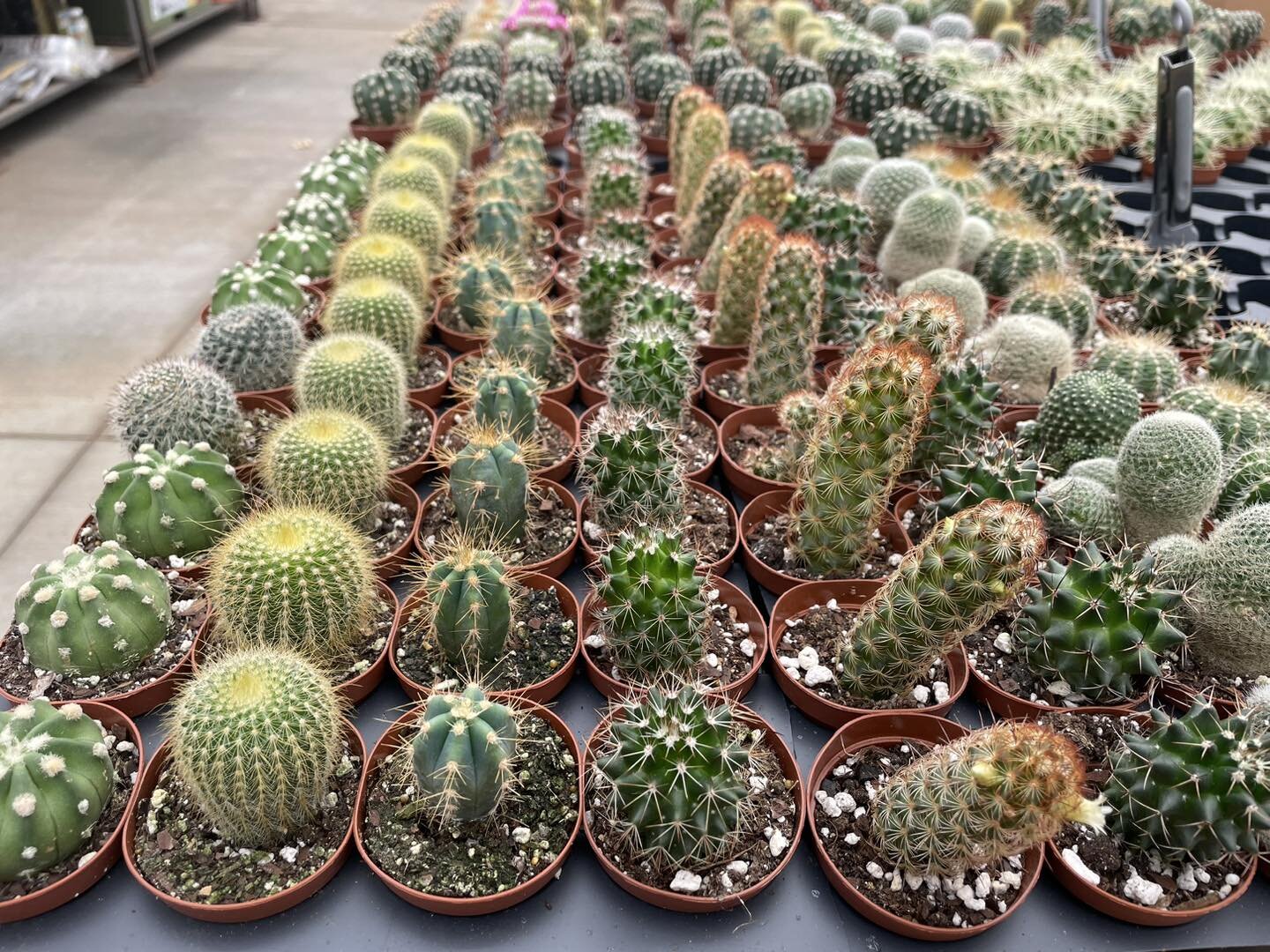 🪴Terrarium artists rejoice! Our largest restock of small two inch plants, cactus, and succulents just arrived and they look great. 

🛒Use these tiny plants for succulent containers, tiny plants on tiny pots, and for terrariums. Stop in today and ge
