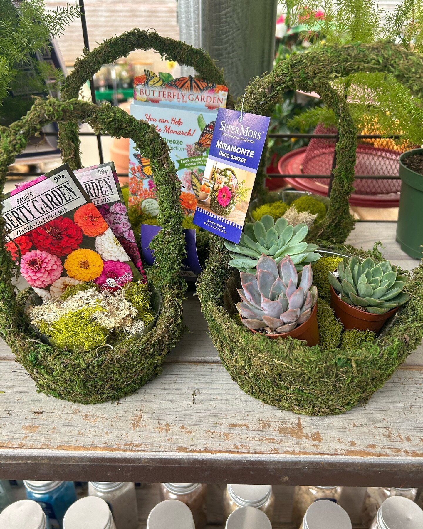 🐣 Check out these fun Easter baskets from SuperMoss. Use them to plant up some 2&rdquo; plants, or decorate them for Sunday with grass and eggs! 

#eastercrafts #easterdecor #easter #baskets #smallplants #easter2024 #supermoss #crafting #plantprojec