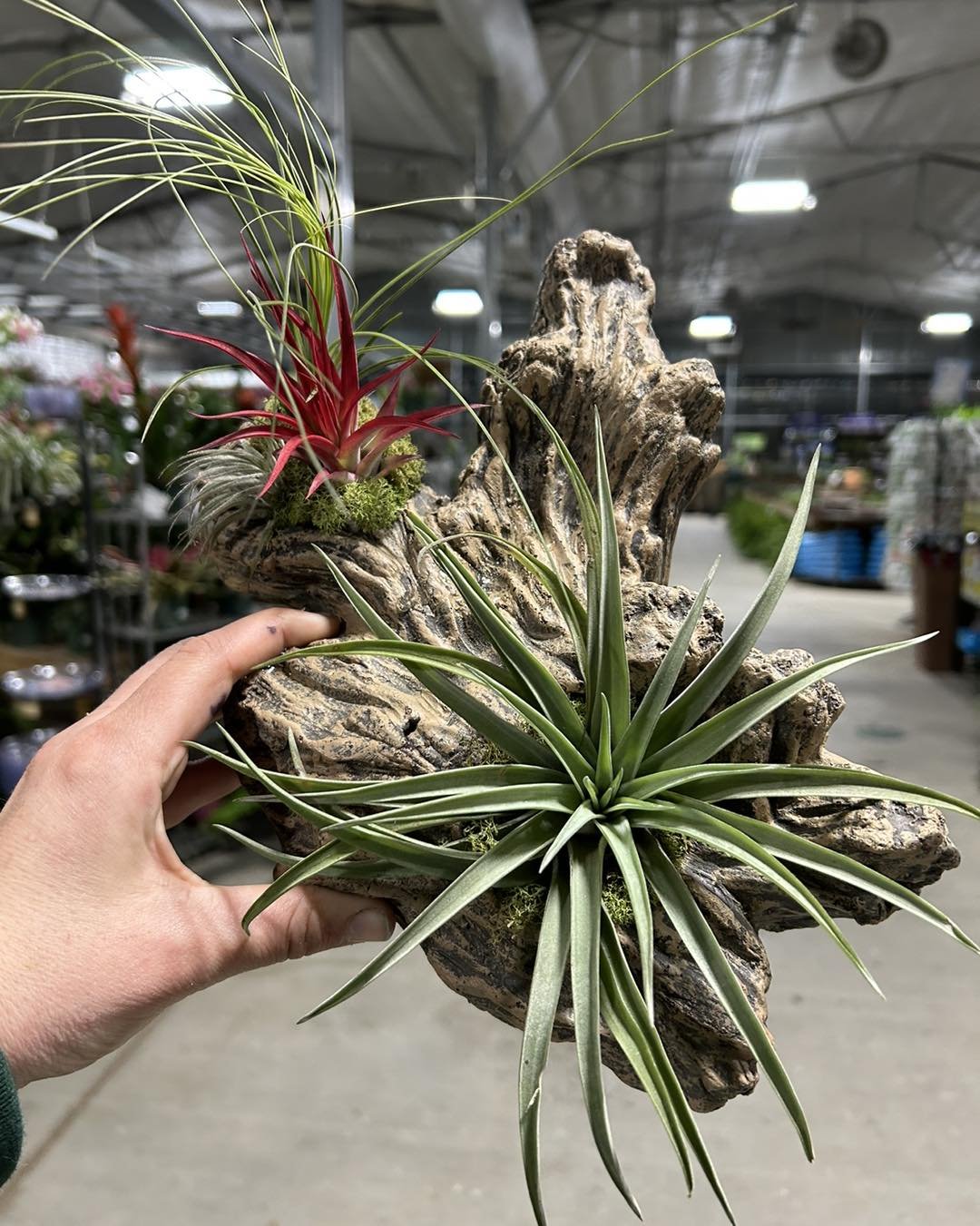 😍Fresh out the box air plant restock! Get one for a friend that can&rsquo;t keep their plants alive 😂