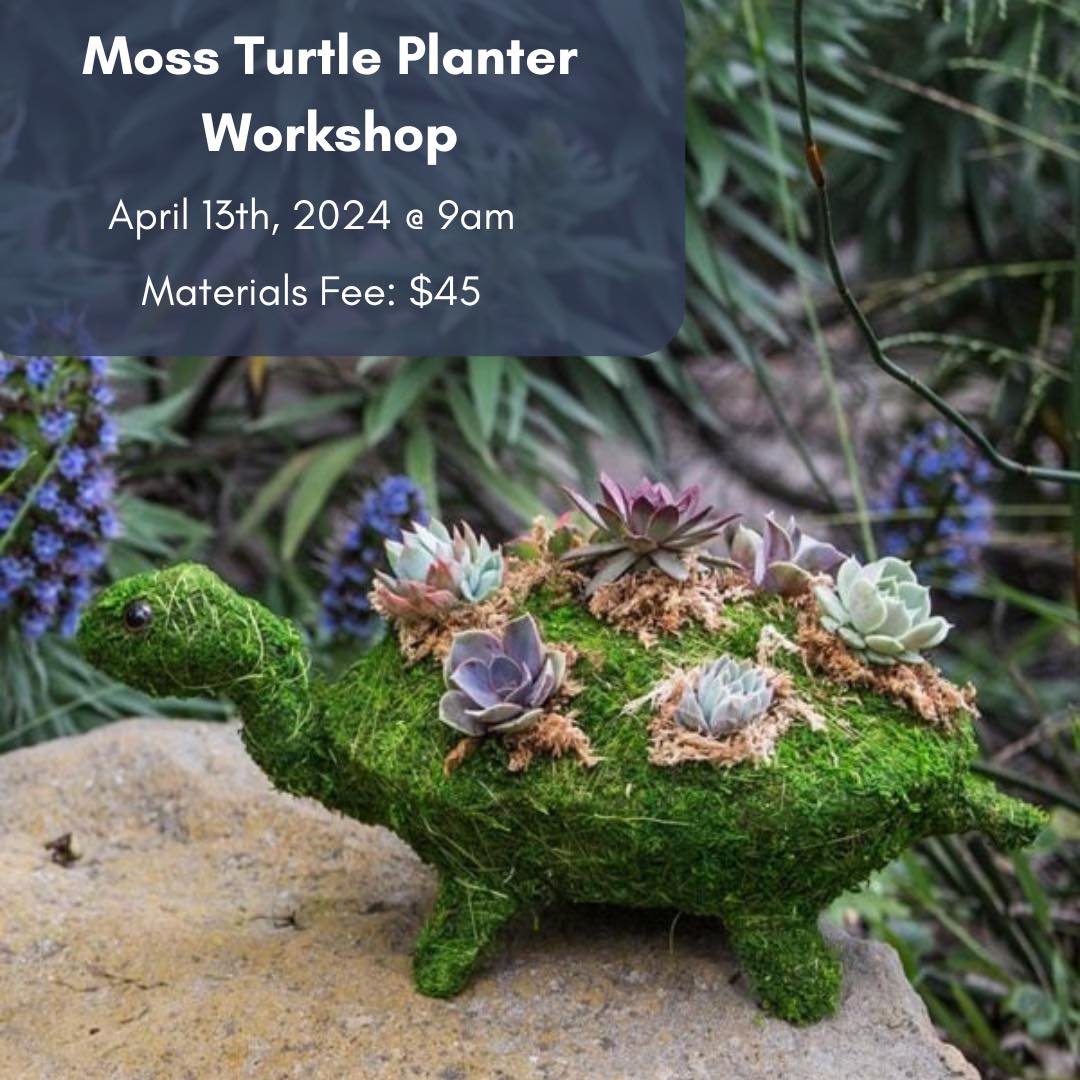 ⭐️3 SPOTS LEFT⭐️

🐢Come hang with us tomorrow morning and plant up this adorable turtle for your garden or home. We have everything you need to complete the project. 

💻Sign-up using the link in bio.