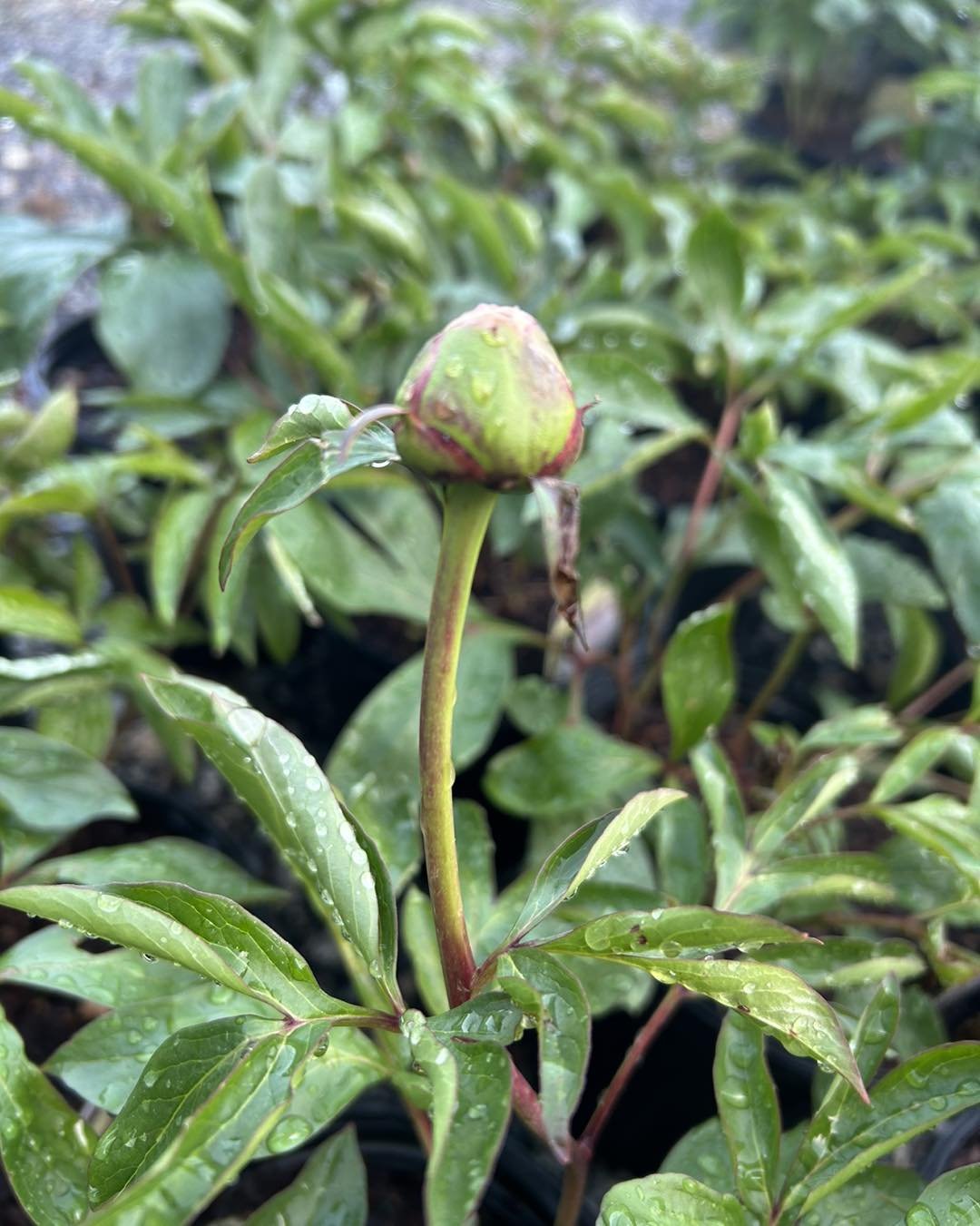 🙋&zwj;♀️Who can&rsquo;t have enough peonies?!?

😍Come add to your collection, or start your collection with one of these beauties!