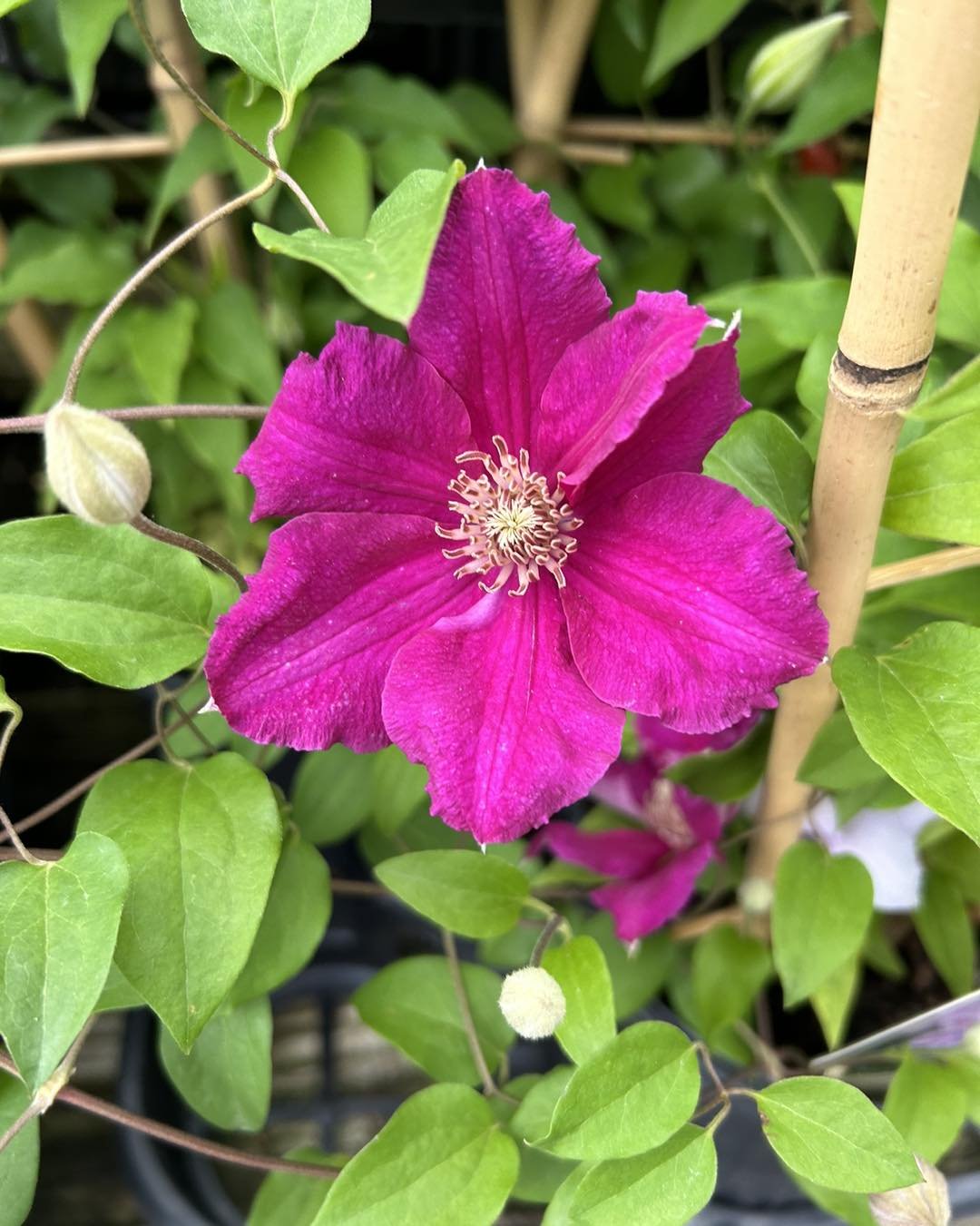 🏡Clematis are in bloom and in stock! 

☀️Clematis are beautiful, but they do need some care. Make sure they have good support to climb, regular watering, and consider pruning them to keep them healthy and blooming. They generally prefer cool roots a