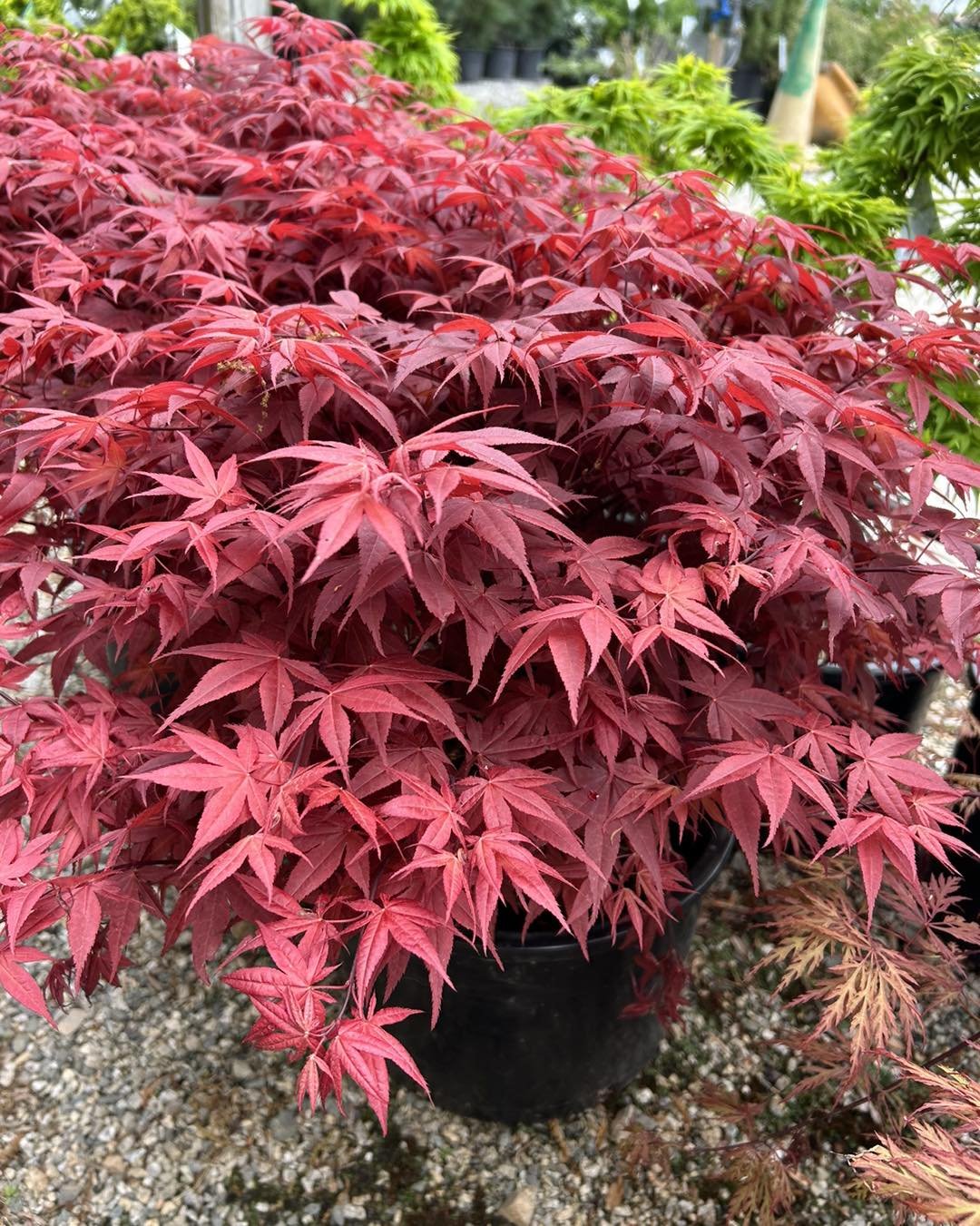 🌳Japanese maples are cherished for their beauty, versatility, and the sense of tranquility they bring to garden spaces.

🏡Here are some of the best ways to incorporate Japanese Maples into your landscape: 

🍁Focal Point: Plant a Japanese maple as 