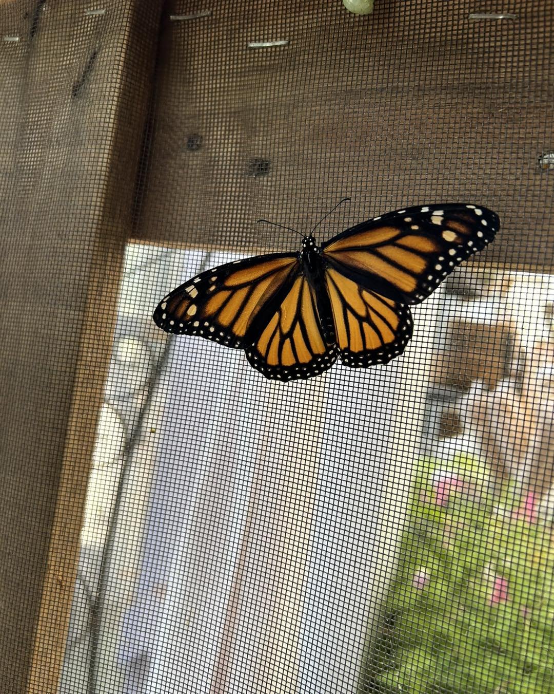 🦋Our butterfly cage has lot of activity! If you are visiting the Gazebo, be sure to stop by the indoor StruXure to take a peak at our monarchs.

🌻Some of our favorite perennials to attract butterflies include: 
-Butterfly Bush
-Milkweed
-Coneflower