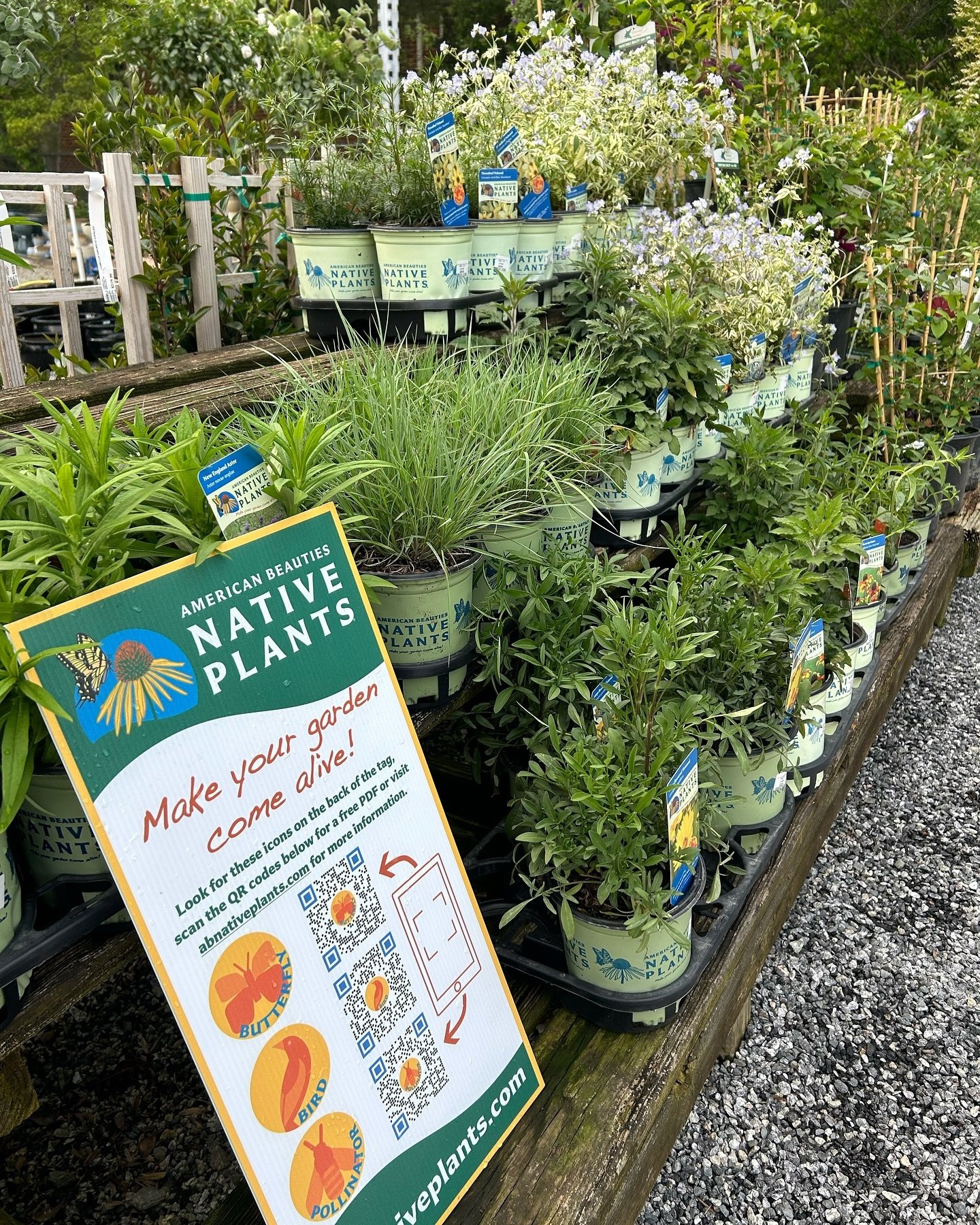 🏡Looking to plant natives? We are building a section for that! All of the plants in light green native plant containers are native plants that will thrive in your garden. 

☀️Stop by this weekend and find your new favorite perennial! 

#perennial #n
