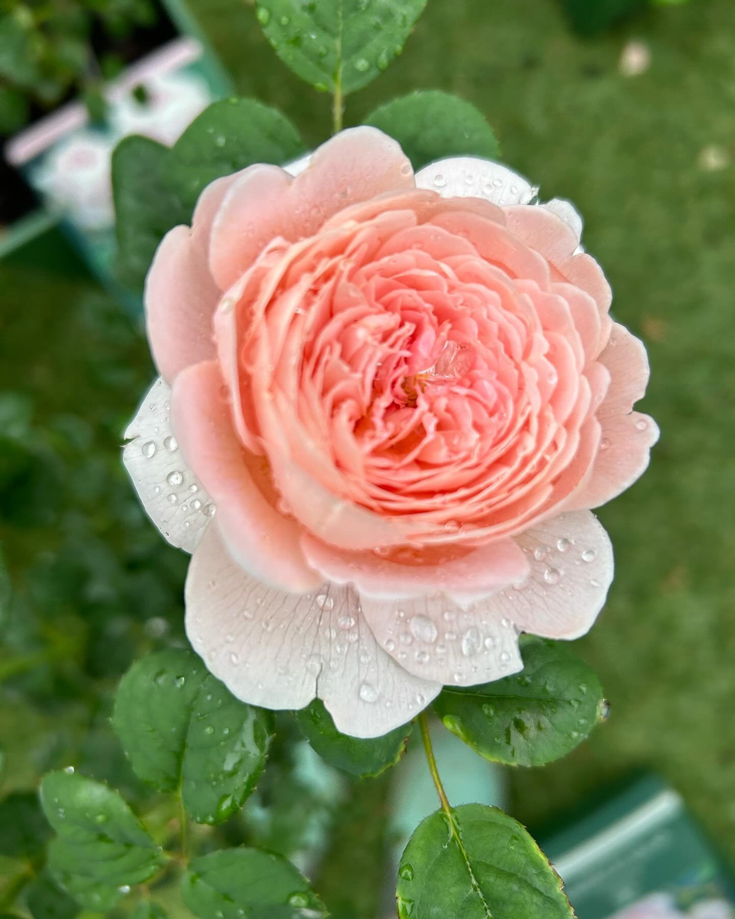 😍Our David Austin roses are starting to bloom! Come and smell them, they are amazingly fragrant!

#davidaustinroses #blooms #roses #rosegarden #gardening #newgardengazebo #shoplocalgso #greensboro