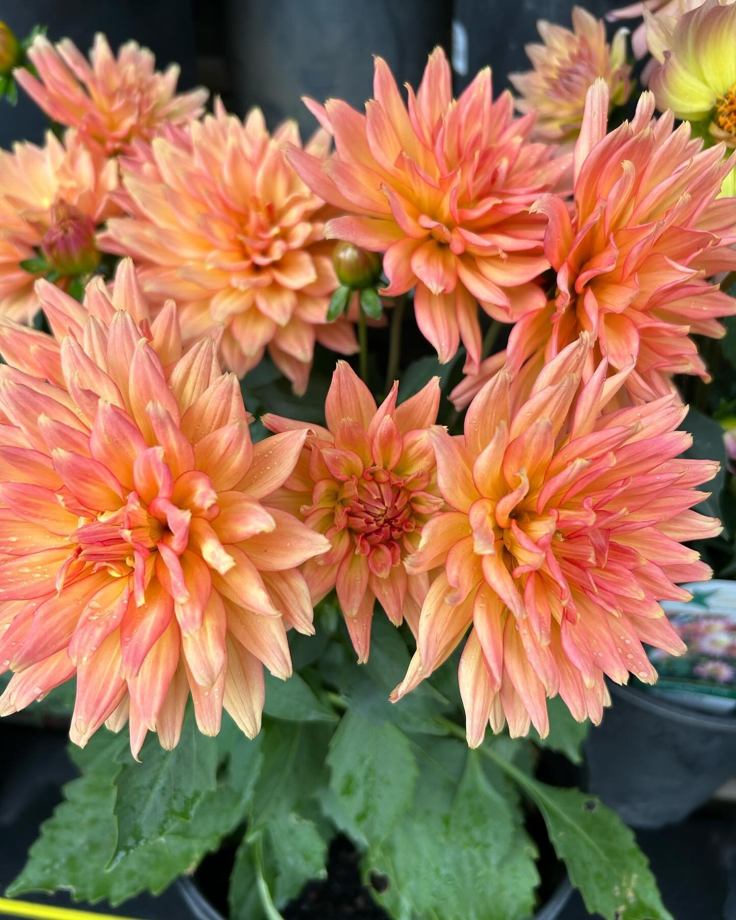 ☀️Don&rsquo;t want to wait for a dahlia bulb to sprout? We have potted dahlias in some lovely colors! 

🎀Don&rsquo;t forget, Mother&rsquo;s Day is coming up. These would make a lovely gift for the garden-loving moms! Ask to have it foil wrapped and 