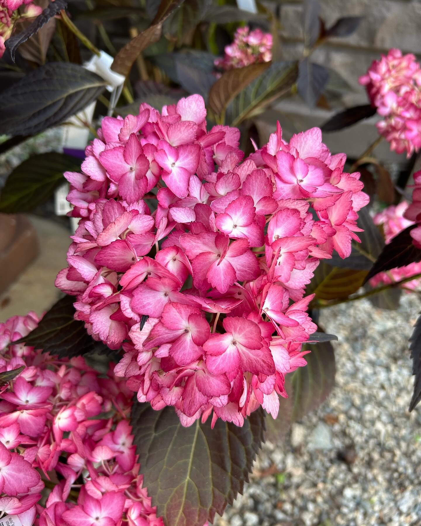 😍These eclipse hydrangea are 🔥

🏡The dark leaves contrast the cranberry blooms, making this a great statement plant in the landscape or in a container. It will grow to be 3-5&rsquo; tall and wide and likes morning sun and afternoon shade.