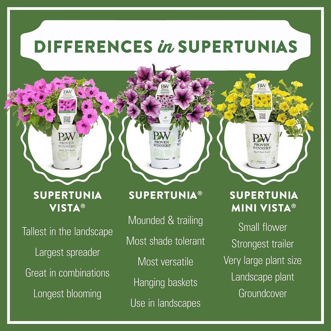 Proven Winners has three varieties in the Supertunia series - each with its unique charm and size! With all three varieties, you will experience a continuous burst of vibrant blooms from spring to frost and require no deadheading. Visit us this sprin