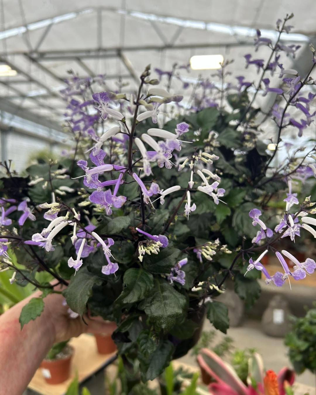 💜Meet Mona, Mona Lavender!

🪴This beauty can be grown as a shade annual in our area. Give it a nice spot with morning sun, and she&rsquo;ll reward you will beautiful purple blooms. 

🏡Once the season winds down, try overwintering her as a housepla