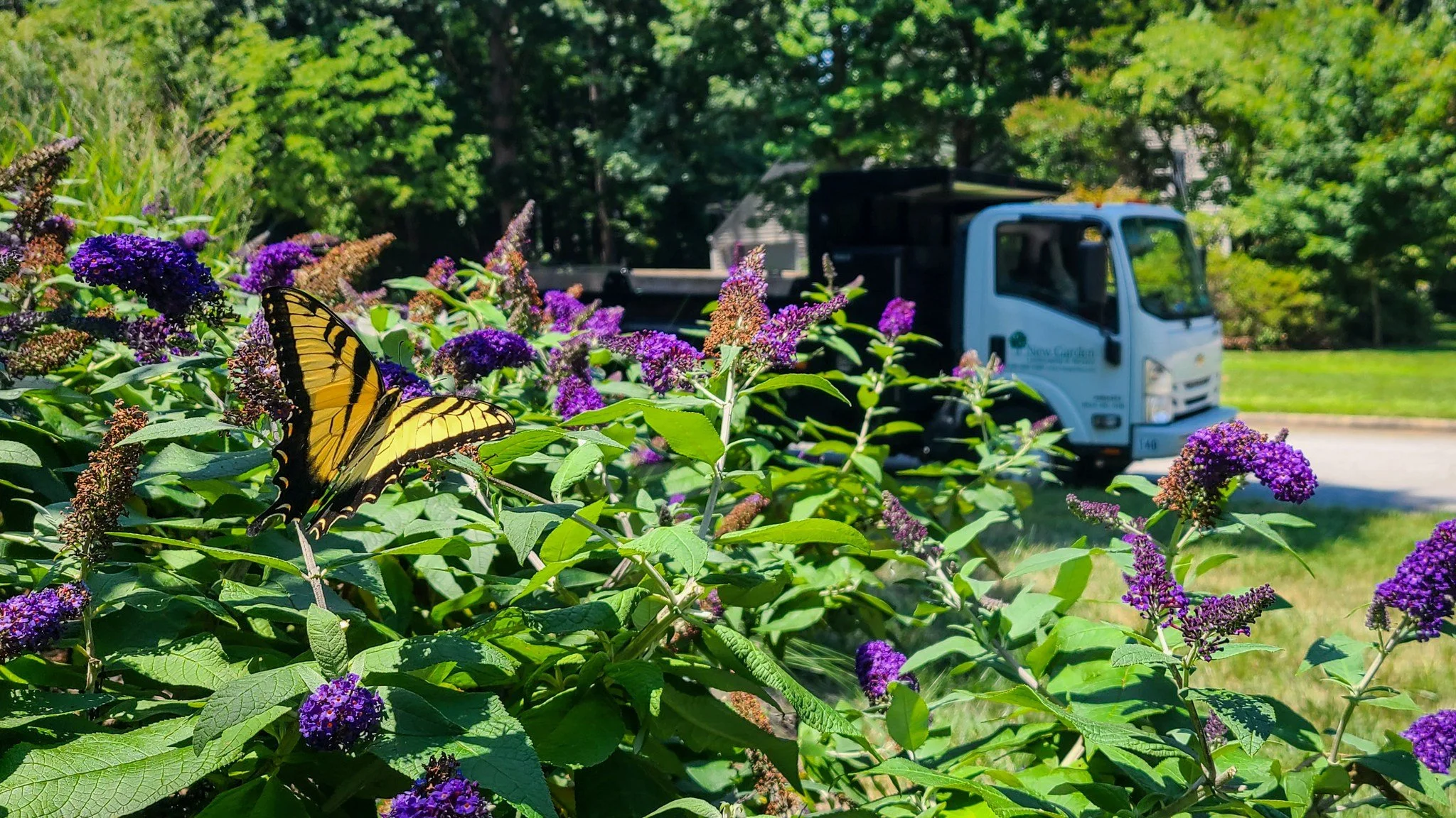 Caught a tiger swallowtail doing its thing on a butterfly bush. Hope your day has a moment this sweet. 💜 🦋
