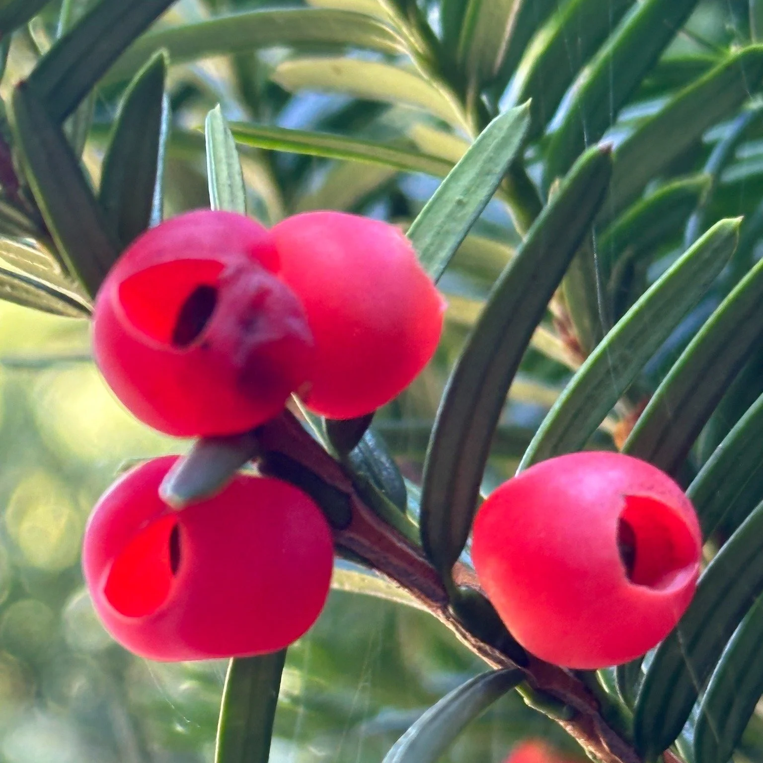 They may look like bright red berries, but they&rsquo;re actually arils from a Yew shrub. The fleshy red covering might not be toxic&mdash;but the seed inside is, along with every other part of the plant.

Because of their vibrant color, Yew arils ca