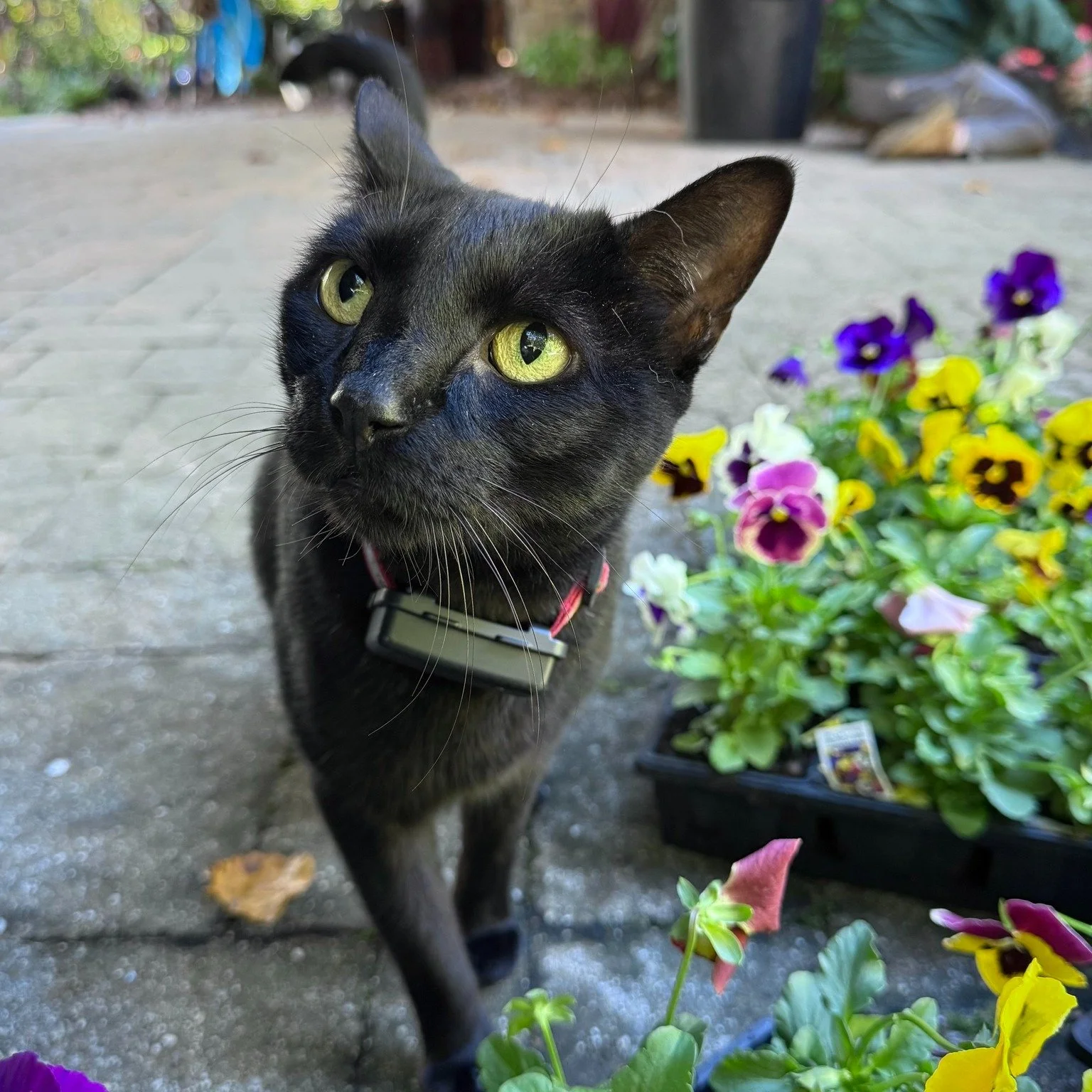 Hotch, the fill-in garden supervisor, doing a quick quality check on the pansies. 
If you&rsquo;re in the garden, he&rsquo;s watching. Probably judging. But always looking fabulous while doing it.