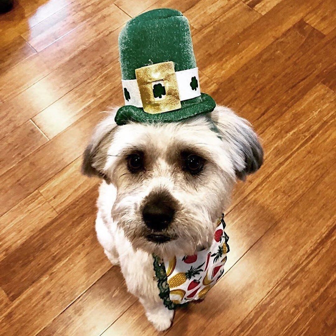 Happy St. Patrick's Day from #ironpt and our sweet pup Sophie!! 🍀 #getbetterbebetter #stpatricksday #caldwellnj #midlandparknj #dogsofinstagram #muttsofinstagram #shihpoo