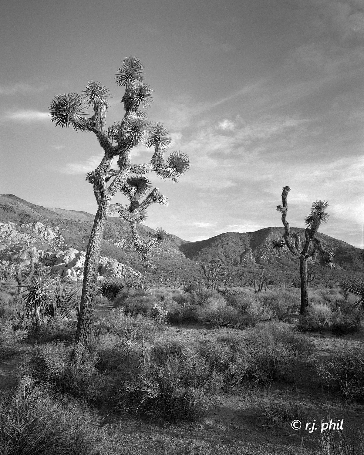 Joshua Trees