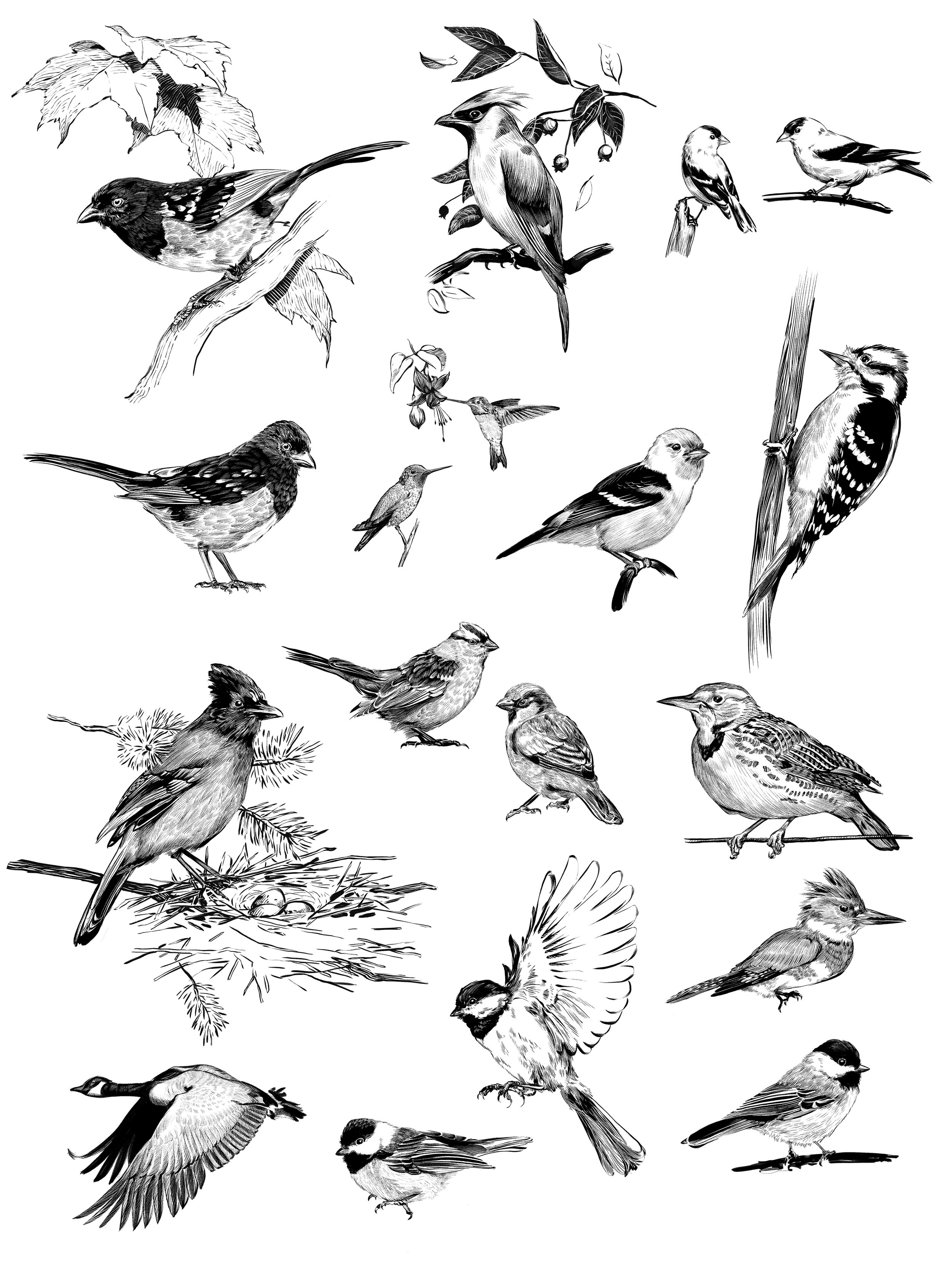 Spot Illustrations - Birds