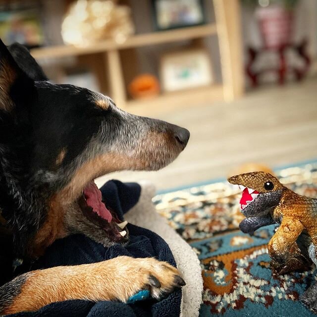 Doggo vs. Dino... who wins? #heelersofinstagram #heelergram #lunabearlove