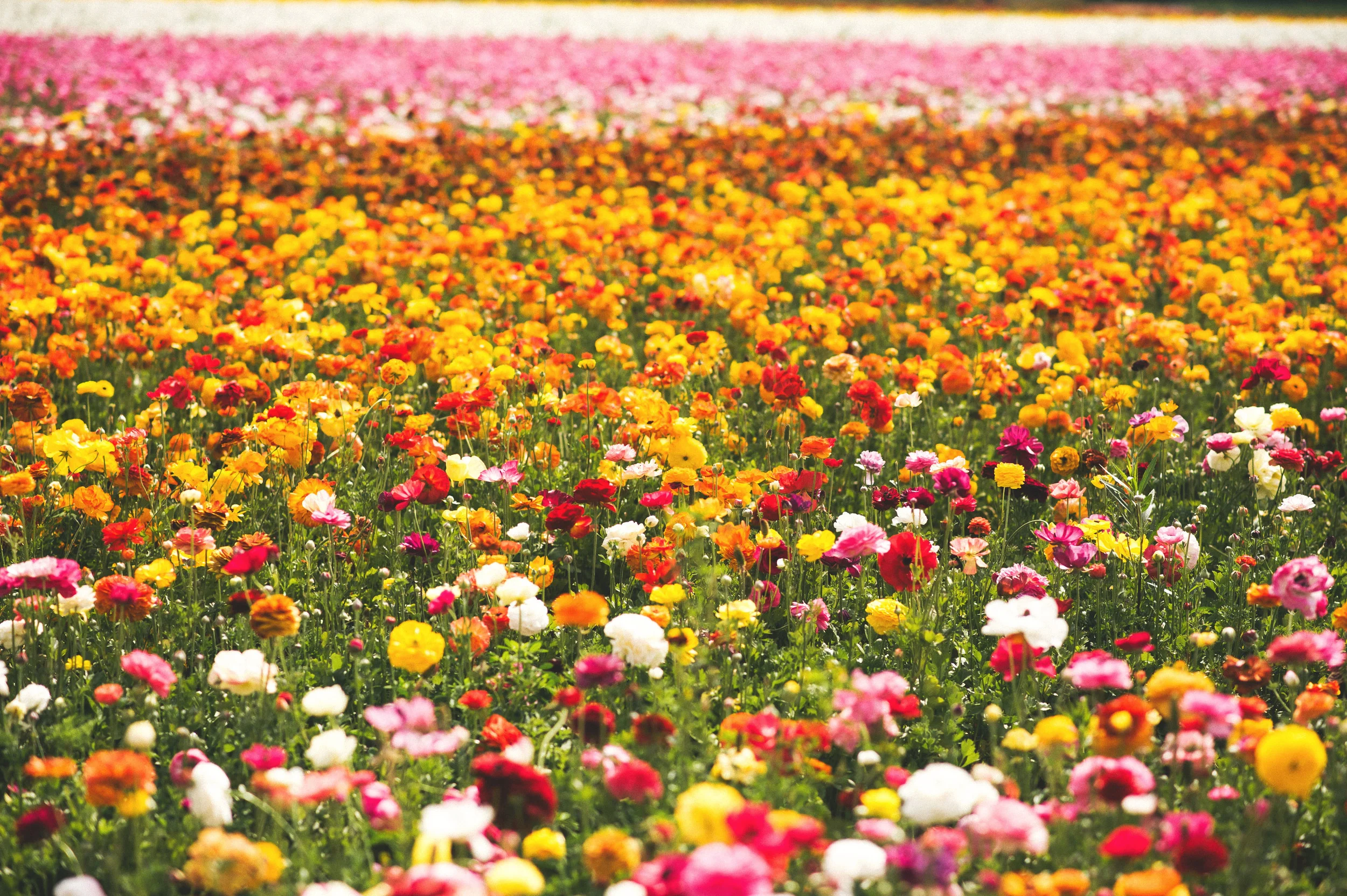 Our last day in LA was rainy, but the forecast in San Diego was sunny, so we drove down to a flower field (of ranunculus, so amazing) outside of San Diego and then into the city. We had the best burritos and churros and drove back up the coast. (I still had a few shots left on the roll of our stop in Laguna Beach, so I'll have to share those later!) 