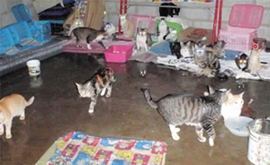 The cattery: Resident "mobsters" attempt to find a dry spot