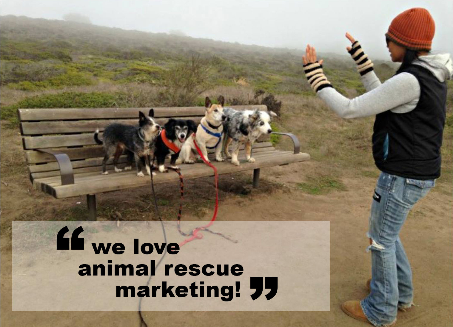 praise for our work — Animal Rescue Marketing: social media, fundraising &  blogging strategies to save lives