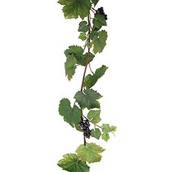 Vinrankor Slingor ca 150 cm 80:-/st
