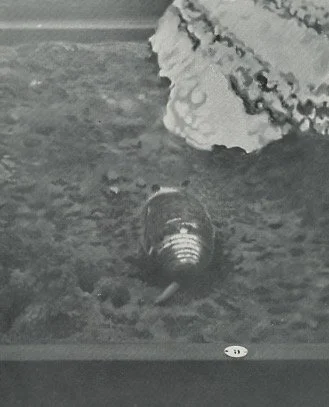 olio su tela, 1968.jpeg